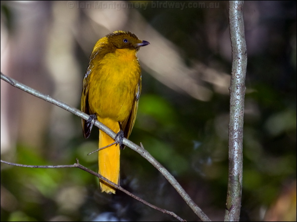 Golden Bowerbird golden_bowerbird_94380.psd