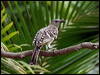great_bowerbird_00112