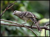 great_bowerbird_00115
