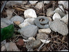 great_bowerbird_106432