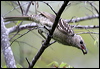 great_bowerbird_28932