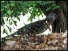 great_bowerbird_65684