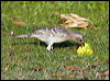 great_bowerbird_92416