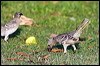 great_bowerbird_92419