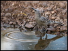 great_bowerbird_93702