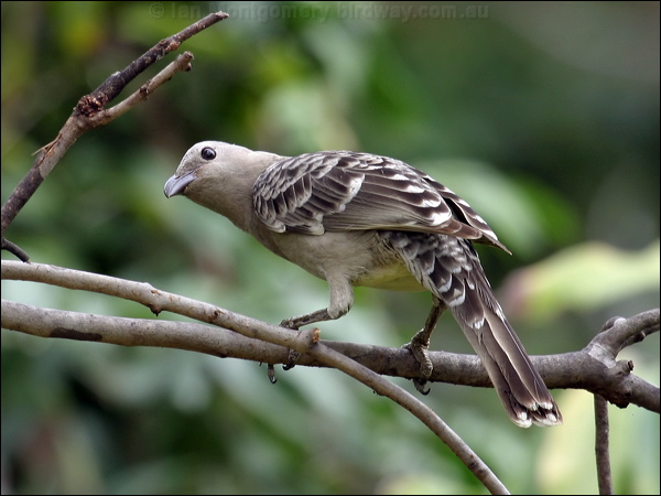 Great Bowerbird great_bowerbird_00115.psd