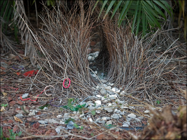 Great Bowerbird great_bowerbird_106420.psd
