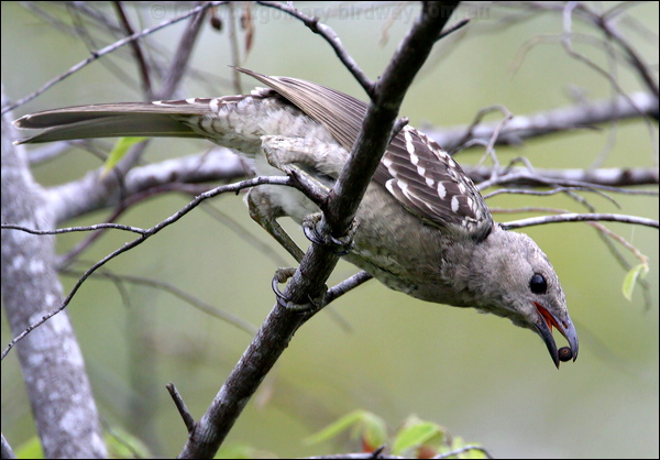 Great Bowerbird great_bowerbird_28932.psd