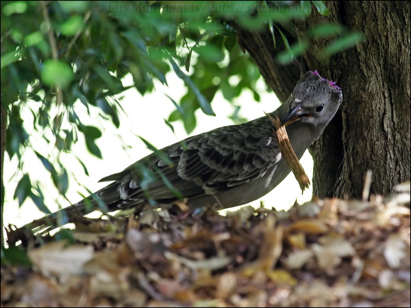 Great Bowerbird great_bowerbird_65684.psd