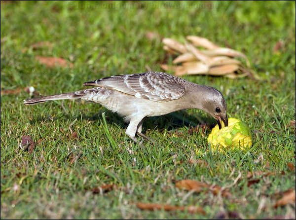 Great Bowerbird great_bowerbird_92416.psd