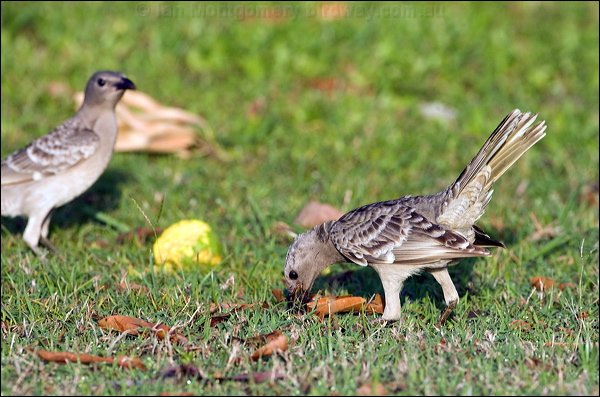 Great Bowerbird great_bowerbird_92419.psd