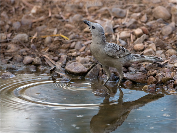 Great Bowerbird great_bowerbird_93702.psd