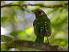 green_catbird_151057