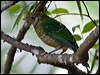 green_catbird_151068