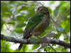 green_catbird_151086