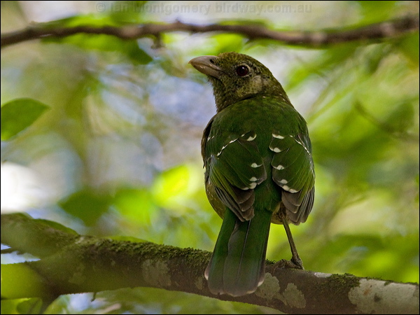 Green Catbird green_catbird_151057.psd