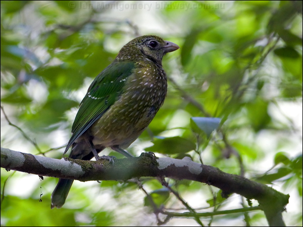 Green Catbird green_catbird_151082.psd