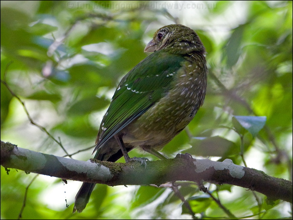 Green Catbird green_catbird_151086.psd