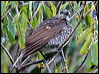 regent_bowerbird_30312