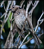 regent_bowerbird_30339