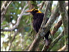 regent_bowerbird_30462