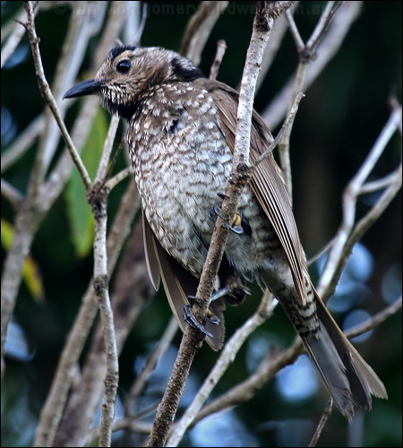 Regent Bowerbird regent_bowerbird_30339.psd