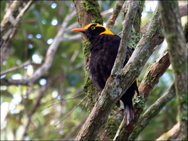 Regent Bowerbird regent_bowerbird_30462.psd