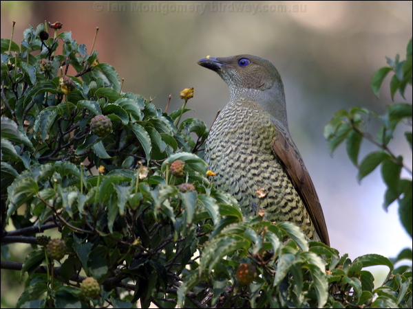 Satin Bowerbird satin_bowerbird_06024.psd