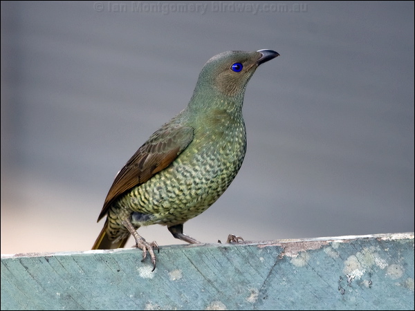 Satin Bowerbird satin_bowerbird_105832.psd