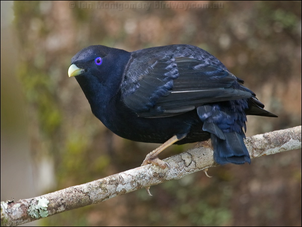 Satin Bowerbird satin_bowerbird_115067.psd