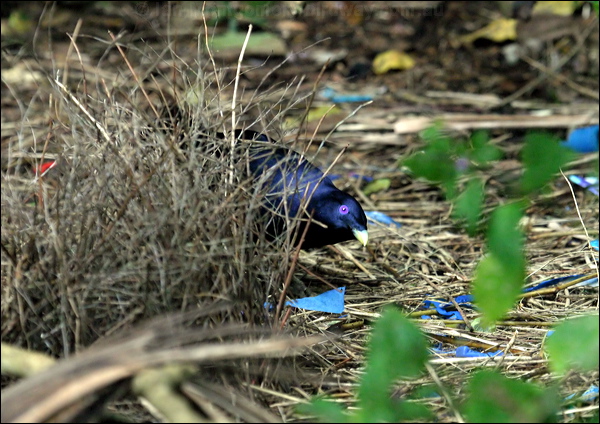 Satin Bowerbird satin_bowerbird_16956.psd