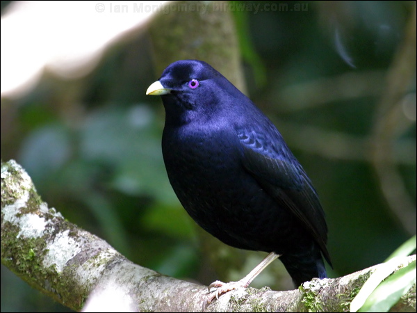 Satin Bowerbird satin_bowerbird_18777.psd