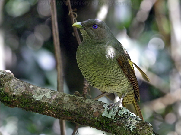 Satin Bowerbird satin_bowerbird_18896.psd