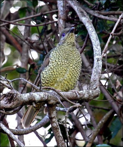 Satin Bowerbird satin_bowerbird_30473.psd