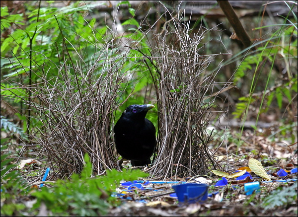Satin Bowerbird satin_bowerbird_47307.psd