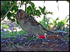 spotted_bowerbird_30936