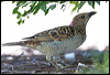 spotted_bowerbird_30973