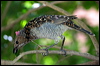 spotted_bowerbird_30991