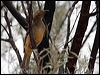 spotted_bowerbird_82040