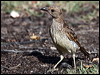 Clickable thumbnail to enter photo gallery of Spotted Bowerbird