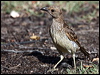 spotted_bowerbird_97752