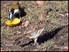 spotted_bowerbird_97776