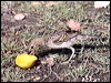 spotted_bowerbird_97783