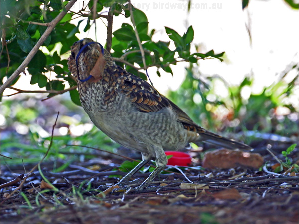 Spotted Bowerbird spotted_bowerbird_30936.psd