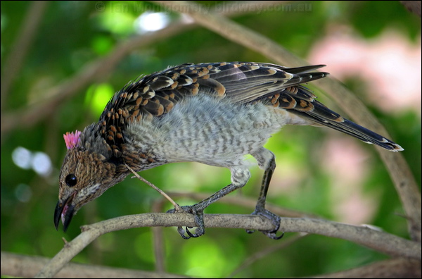 Spotted Bowerbird spotted_bowerbird_30991.psd