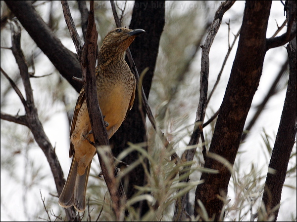 Spotted Bowerbird spotted_bowerbird_82040.psd