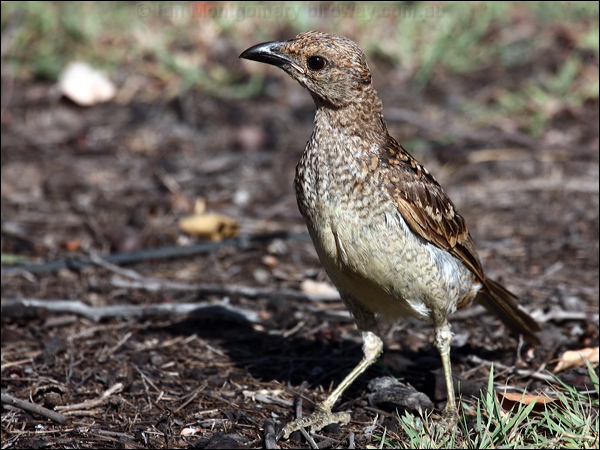 Spotted Bowerbird spotted_bowerbird_97752.psd