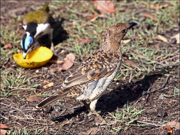 Spotted Bowerbird spotted_bowerbird_97776.psd