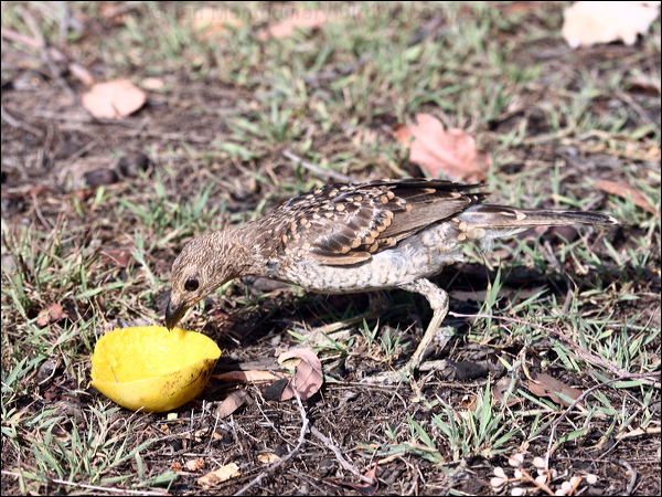 Spotted Bowerbird spotted_bowerbird_97783.psd