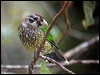 spotted_catbird_114937